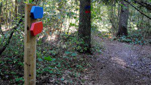 Motionsspåren i skogen restaurerades och märktes upp med ny blå och röd färg. Ingen ska längre springa vilse i skogen.