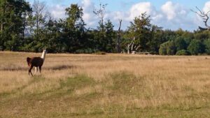 Känslan av Pampas förstärks av lamadjuren som strövar fritt i det gigantiska skjutfältet.