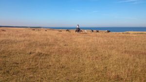 Nej, det är inte Gauchos på Pampas. Det är vanliga ryttare på Haväng.